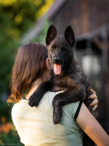 Питомник Мегобари: щенки от заводчика - фото 3