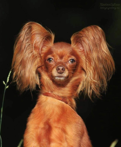 Питомник Золотой Запас: щенки от заводчика - фото 2