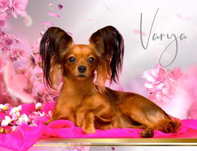 Питомник Золотой Запас: щенки от заводчика - фото 6