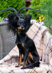 Питомник Золотой Запас: щенки от заводчика - фото 4