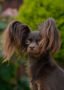 Питомник Золотой Запас: щенки от заводчика - фото 3