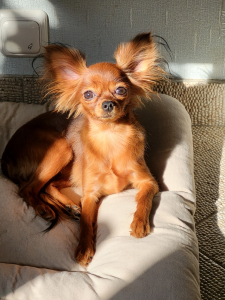 Питомник Золотой Запас: щенки от заводчика - фото 5