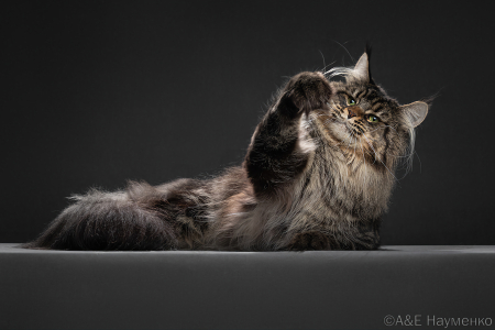 Питомник Maritaicor fortuna: котята от заводчика - фото 1