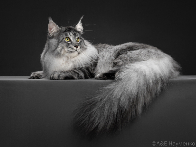 Питомник Maritaicor fortuna: котята от заводчика - фото 2