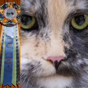 Питомник Maritaicor fortuna: котята от заводчика - фото 3