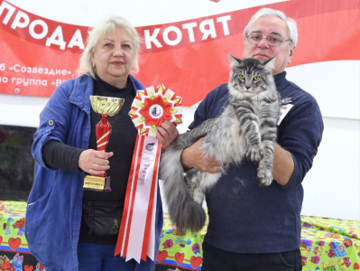 Питомник Maritaicor fortuna: котята от заводчика - фото 5