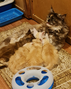 Питомник Maritaicor fortuna: котята от заводчика - фото 6