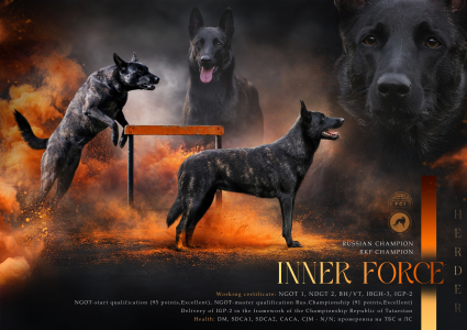 Питомник Мегобари: щенки от заводчика - фото 4