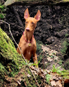 Питомник АРДИКАНИ - фото 2