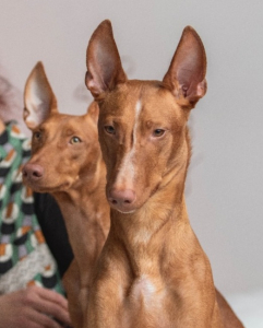 Питомник АРДИКАНИ - фото 3