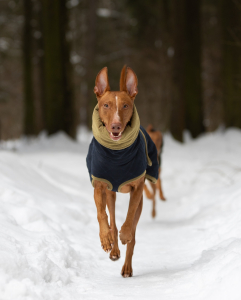 Питомник АРДИКАНИ - фото 4