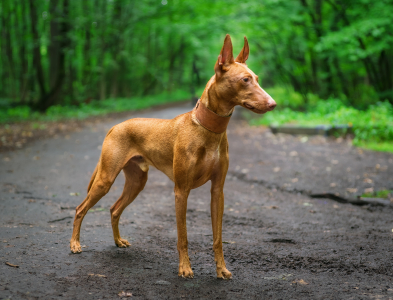 Питомник АРДИКАНИ - фото 1