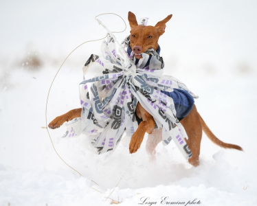 Питомник АРДИКАНИ - фото 6