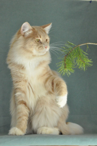 Питомник Rada Wisdoms: котята от заводчика - фото 6