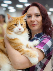 Star Maine Coons - питомник мейн-куна в Москве, отзывы и контакты питомника