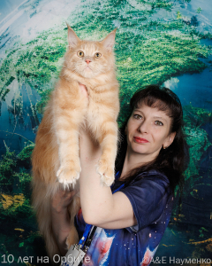 Питомник Star Maine Coons - фото 4