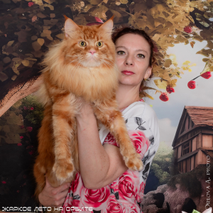 Питомник Star Maine Coons - фото 6