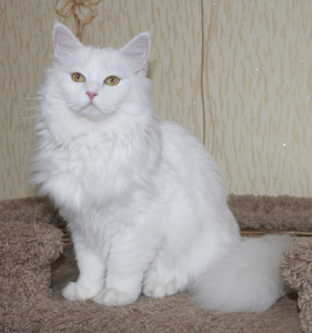 Питомник Fulfilled Desire: котята от заводчика - фото 4