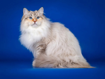 Питомник Baraj*RU: котята от заводчика - фото 4