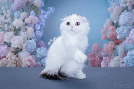<br />
<b>Notice</b>:  Undefined variable: porodas in <b>/home/u323009/pitomniki.su/www/inc/dec.inc.php</b> on line <b>58</b><br />
 Котенок Хайленд фолд - фото 2