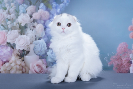 Котенок Хайленд фолд