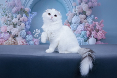 <br />
<b>Notice</b>:  Undefined variable: porodas in <b>/home/u323009/pitomniki.su/www/inc/dec.inc.php</b> on line <b>58</b><br />
 Котенок Хайленд фолд - фото 3