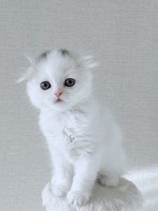 <br />
<b>Notice</b>:  Undefined variable: porodas in <b>/home/u323009/pitomniki.su/www/inc/dec.inc.php</b> on line <b>58</b><br />
 Котенок Хайленд фолд - фото 7