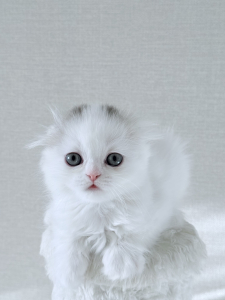 <br />
<b>Notice</b>:  Undefined variable: porodas in <b>/home/u323009/pitomniki.su/www/inc/dec.inc.php</b> on line <b>58</b><br />
 Котенок Хайленд фолд - фото 6