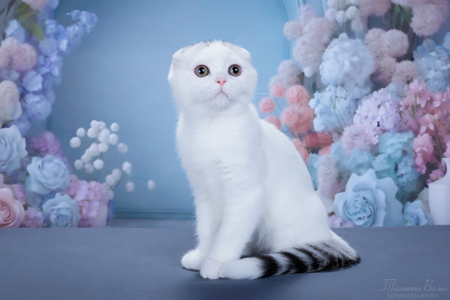 <br />
<b>Notice</b>:  Undefined variable: porodas in <b>/home/u323009/pitomniki.su/www/inc/dec.inc.php</b> on line <b>58</b><br />
 Шотландский котенок Скоттиш фолд - фото 2