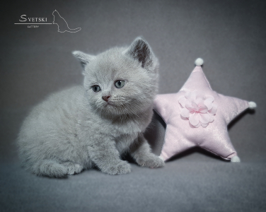 <br />
<b>Notice</b>:  Undefined variable: porodas in <b>/home/u323009/pitomniki.su/www/inc/dec.inc.php</b> on line <b>58</b><br />
 Британские котята черные, шоколадные, лиловые - фото 4