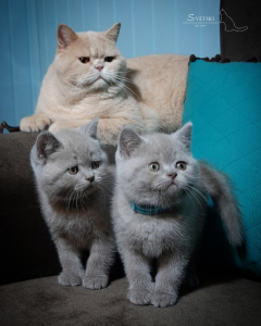 <br />
<b>Notice</b>:  Undefined variable: porodas in <b>/home/u323009/pitomniki.su/www/inc/dec.inc.php</b> on line <b>58</b><br />
 Британские котята черные, шоколадные, лиловые - фото 6