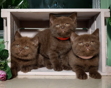 <br />
<b>Notice</b>:  Undefined variable: porodas in <b>/home/u323009/pitomniki.su/www/inc/dec.inc.php</b> on line <b>58</b><br />
 Британские котята черные, шоколадные, лиловые - фото 8