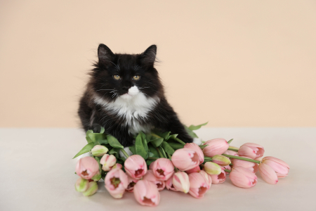 Шикарный кот Курильский Бобтейл