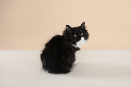 <br />
<b>Notice</b>:  Undefined variable: porodas in <b>/home/u323009/pitomniki.su/www/inc/dec.inc.php</b> on line <b>173</b><br />
 Шикарный кот Курильский Бобтейл - фото 2