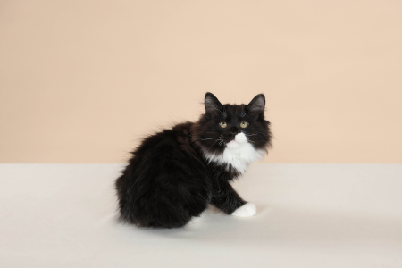 <br />
<b>Notice</b>:  Undefined variable: porodas in <b>/home/u323009/pitomniki.su/www/inc/dec.inc.php</b> on line <b>173</b><br />
 Шикарный кот Курильский Бобтейл - фото 4