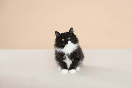 <br />
<b>Notice</b>:  Undefined variable: porodas in <b>/home/u323009/pitomniki.su/www/inc/dec.inc.php</b> on line <b>173</b><br />
 Шикарный кот Курильский Бобтейл - фото 5