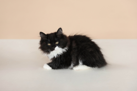 <br />
<b>Notice</b>:  Undefined variable: porodas in <b>/home/u323009/pitomniki.su/www/inc/dec.inc.php</b> on line <b>173</b><br />
 Шикарный кот Курильский Бобтейл - фото 6