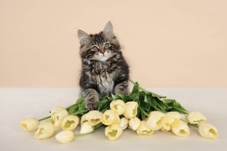 Котенок Курильского Бобтела