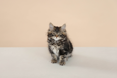 <br />
<b>Notice</b>:  Undefined variable: porodas in <b>/home/u323009/pitomniki.su/www/inc/dec.inc.php</b> on line <b>173</b><br />
 Котенок Курильского Бобтела - фото 2