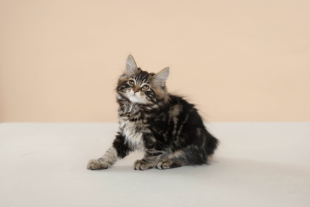 <br />
<b>Notice</b>:  Undefined variable: porodas in <b>/home/u323009/pitomniki.su/www/inc/dec.inc.php</b> on line <b>173</b><br />
 Котенок Курильского Бобтела - фото 3