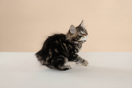 <br />
<b>Notice</b>:  Undefined variable: porodas in <b>/home/u323009/pitomniki.su/www/inc/dec.inc.php</b> on line <b>173</b><br />
 Котенок Курильского Бобтела - фото 4