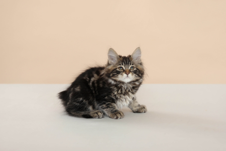 <br />
<b>Notice</b>:  Undefined variable: porodas in <b>/home/u323009/pitomniki.su/www/inc/dec.inc.php</b> on line <b>173</b><br />
 Котенок Курильского Бобтела - фото 5