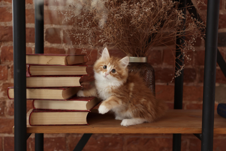 <br />
<b>Notice</b>:  Undefined variable: porodas in <b>/home/u323009/pitomniki.su/www/inc/dec.inc.php</b> on line <b>173</b><br />
 Котенок Курильский Бобтейл - фото 2