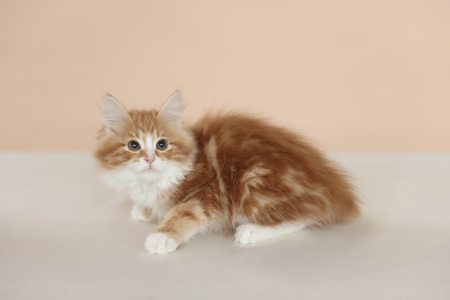 <br />
<b>Notice</b>:  Undefined variable: porodas in <b>/home/u323009/pitomniki.su/www/inc/dec.inc.php</b> on line <b>173</b><br />
 Котенок Курильский Бобтейл - фото 3