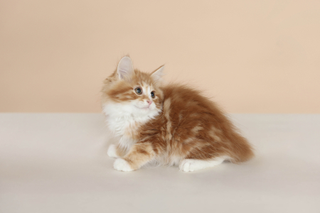 <br />
<b>Notice</b>:  Undefined variable: porodas in <b>/home/u323009/pitomniki.su/www/inc/dec.inc.php</b> on line <b>173</b><br />
 Котенок Курильский Бобтейл - фото 4