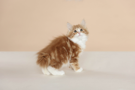 <br />
<b>Notice</b>:  Undefined variable: porodas in <b>/home/u323009/pitomniki.su/www/inc/dec.inc.php</b> on line <b>173</b><br />
 Котенок Курильский Бобтейл - фото 5