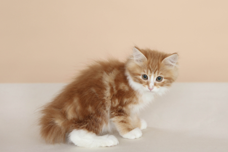 <br />
<b>Notice</b>:  Undefined variable: porodas in <b>/home/u323009/pitomniki.su/www/inc/dec.inc.php</b> on line <b>173</b><br />
 Котенок Курильский Бобтейл - фото 6