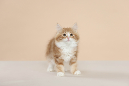 <br />
<b>Notice</b>:  Undefined variable: porodas in <b>/home/u323009/pitomniki.su/www/inc/dec.inc.php</b> on line <b>173</b><br />
 Котенок Курильский Бобтейл - фото 7