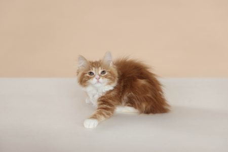 <br />
<b>Notice</b>:  Undefined variable: porodas in <b>/home/u323009/pitomniki.su/www/inc/dec.inc.php</b> on line <b>173</b><br />
 Курильский Бобтейл - фото 2