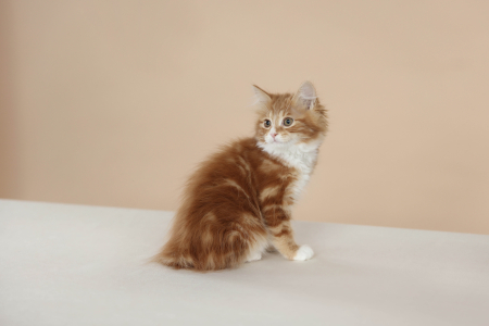 <br />
<b>Notice</b>:  Undefined variable: porodas in <b>/home/u323009/pitomniki.su/www/inc/dec.inc.php</b> on line <b>173</b><br />
 Курильский Бобтейл - фото 3